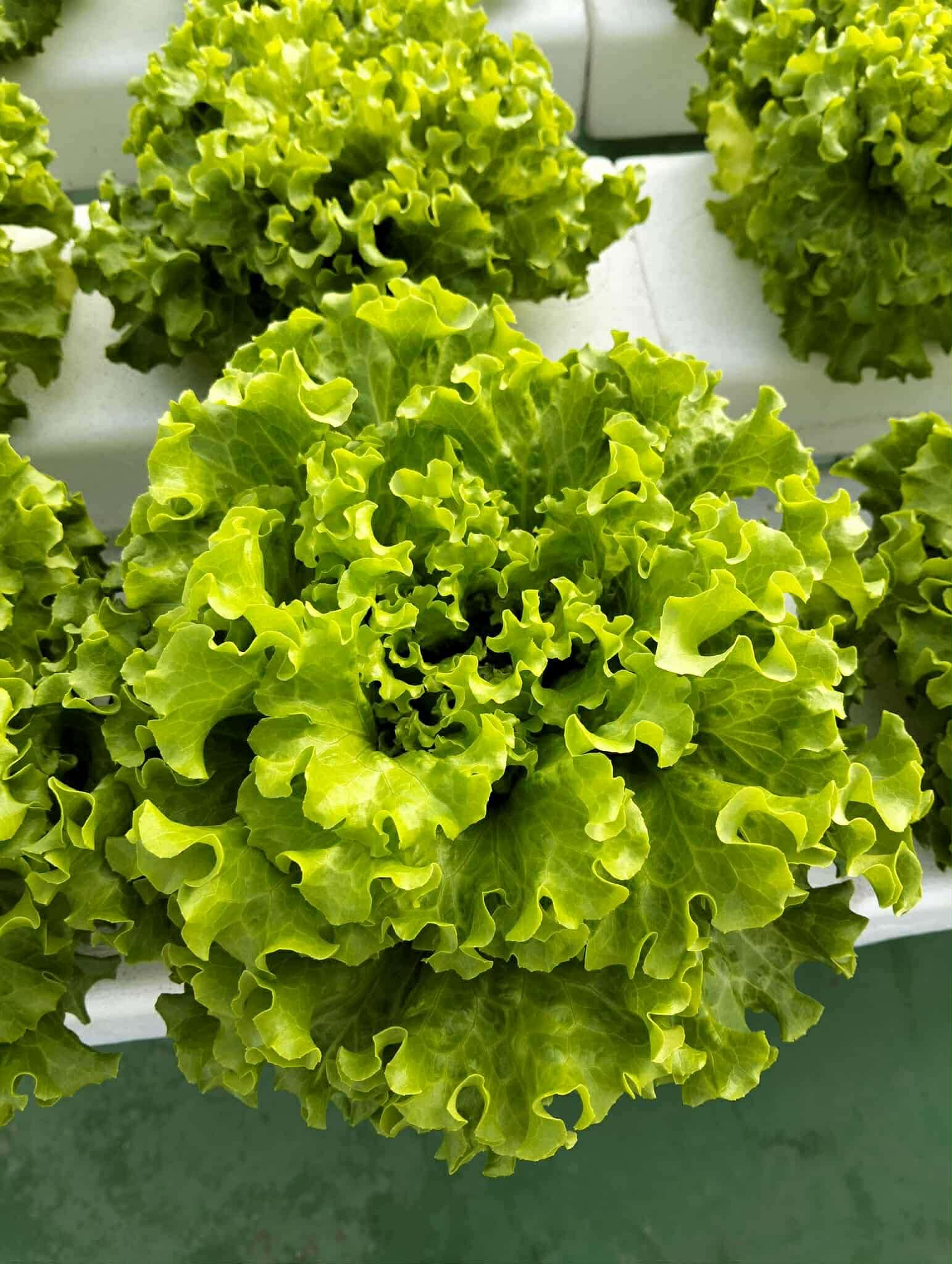 1/4kg Lettuce