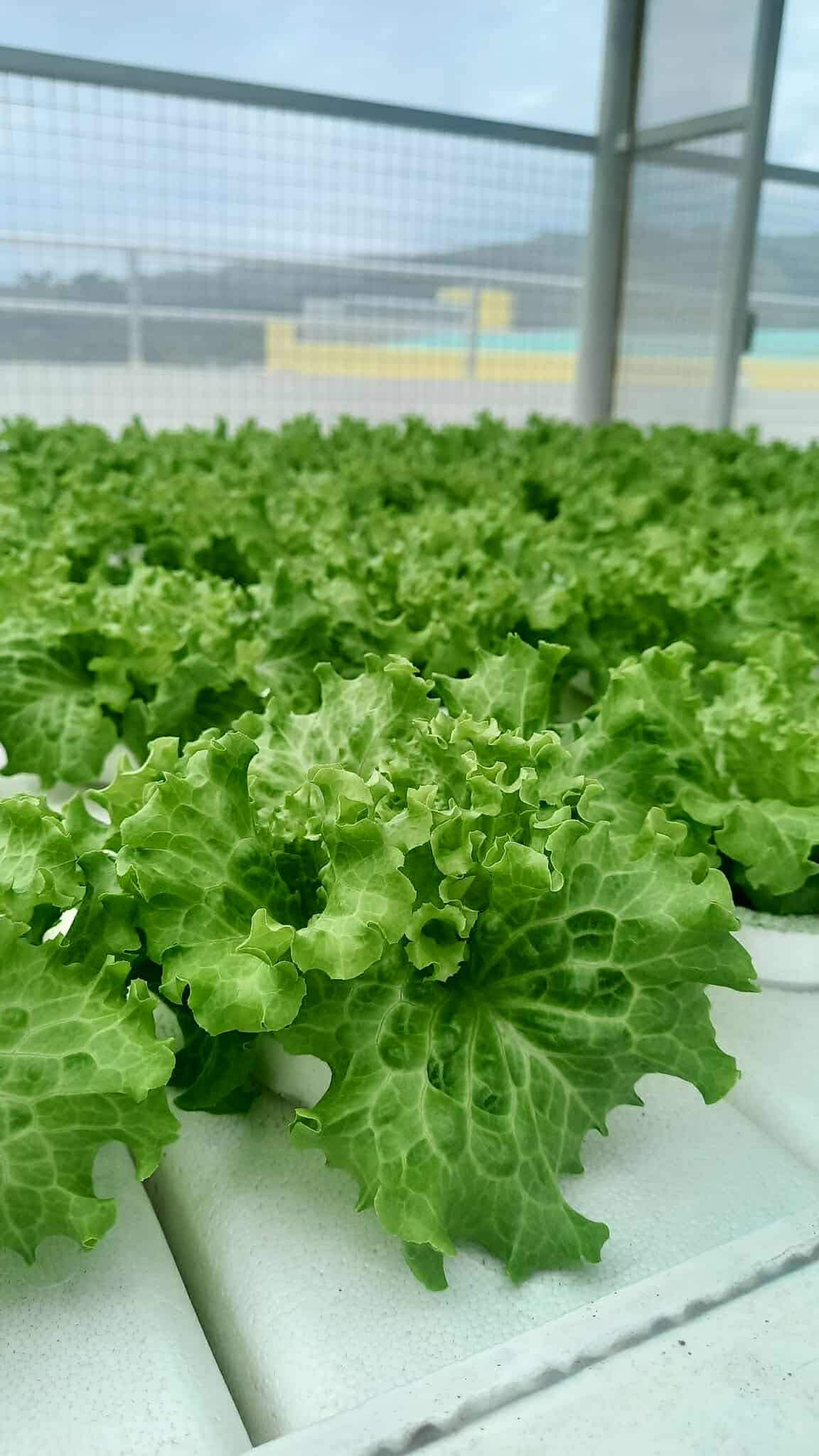 1/2kg Lettuce